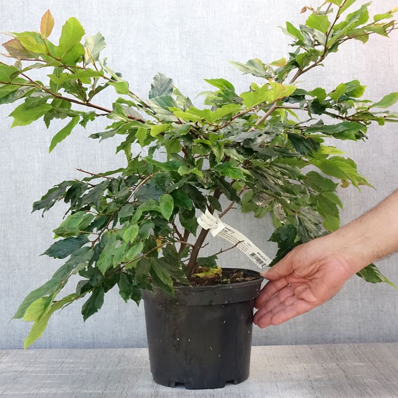 Exemplar von Strauch-Eisenholzbaum Purple Haze - Sycoparrotia semidecidua Topf mit 3L/4L wie im Sommer geliefert