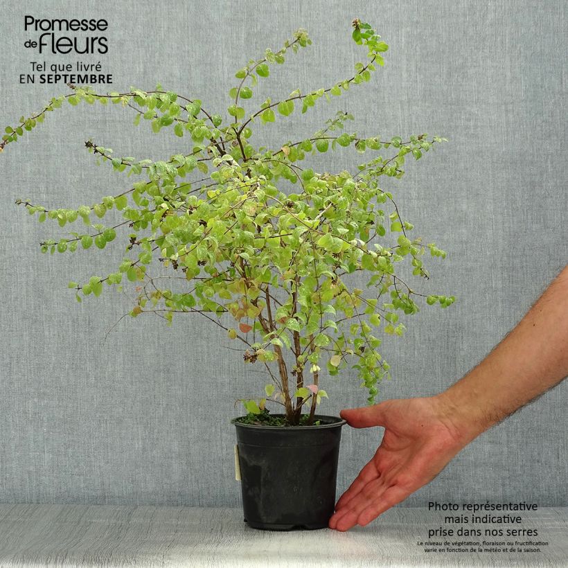 Example of Schneebeere Hancock - Symphoricarpos chenaultii Topf mit 1L/1,5L as you get in ete