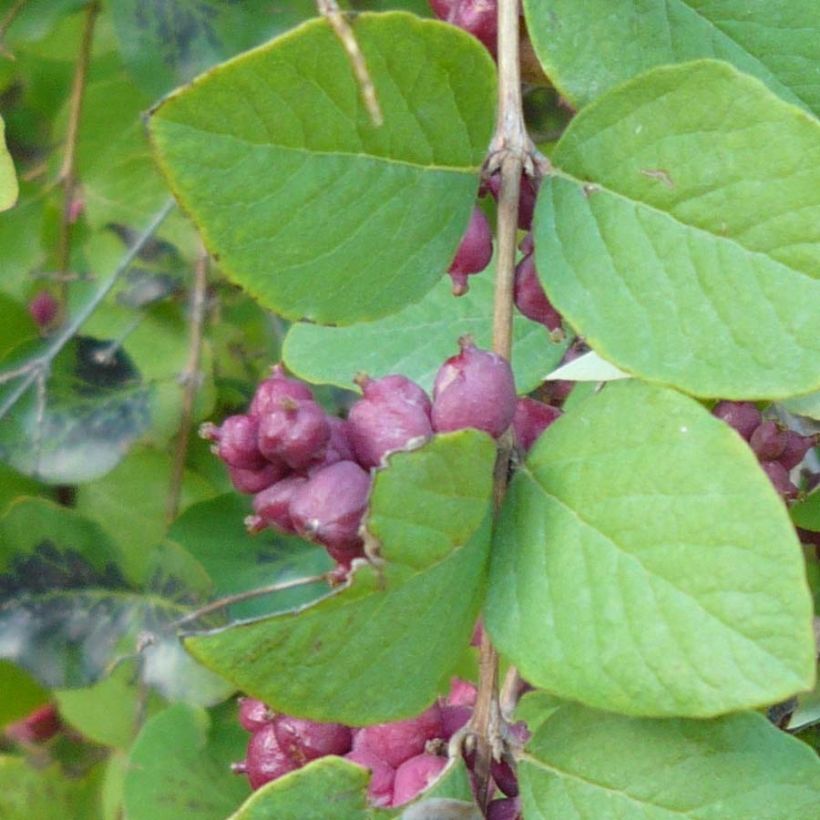 Korallenbeere - Symphoricarpos orbiculatus (Foliage)