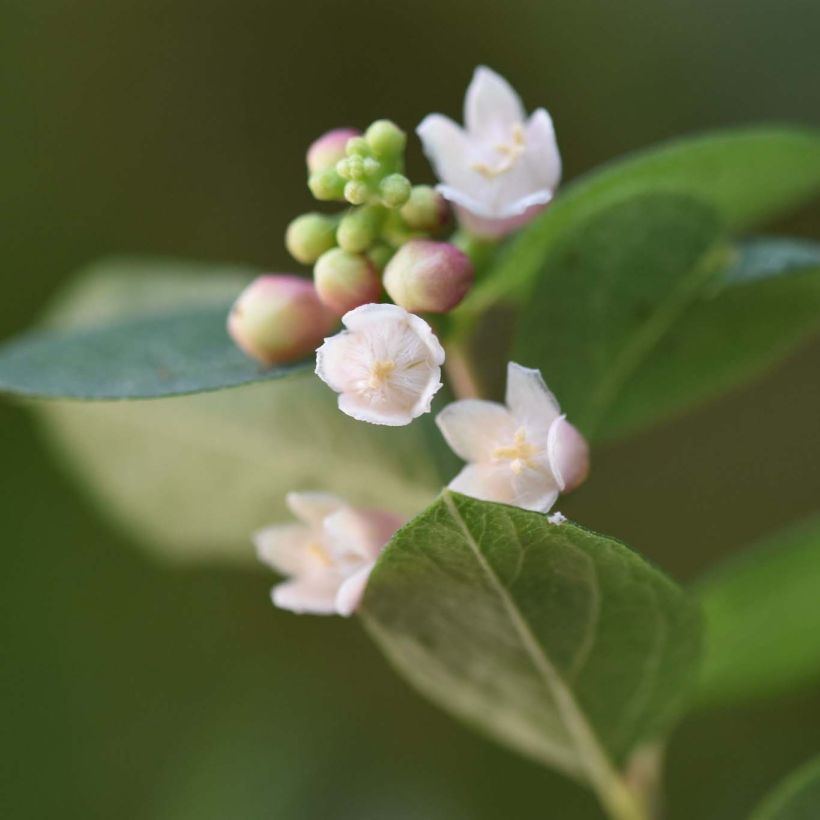 Amethystbeere Magical Sweet - Symphoricarpos doorenbosii (Flowering)