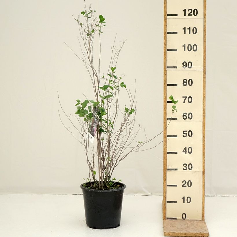 Example of Gewöhnliche Schneebeere - Symphoricarpos albus Topf mit 7,5L/10L as you get in printemps