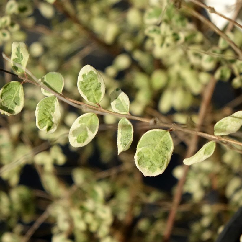 Schneebeere Fiesta Berry - Symphorycarpos chenaultii (Foliage)