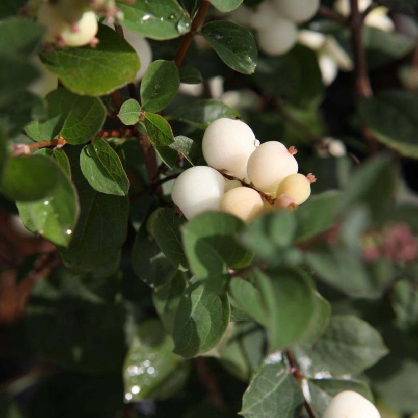 Schneebeere Magical Galaxy - Symphoricarpos (Foliage)