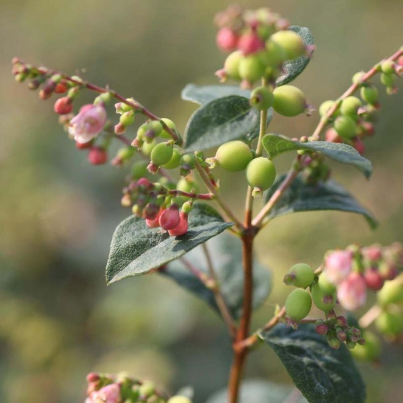 Schneebeere Magical Galaxy - Symphoricarpos (Flowering)