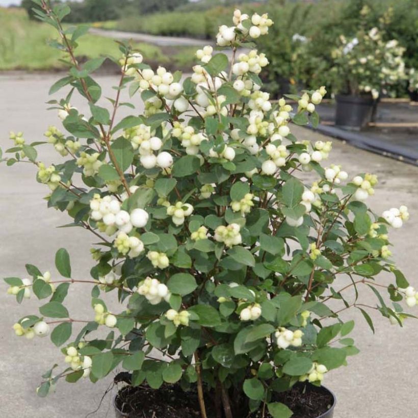 Schneebeere Magical Galaxy - Symphoricarpos (Plant habit)