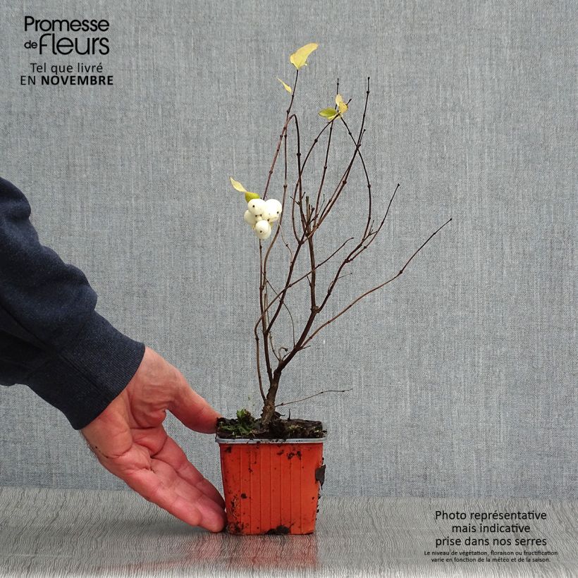 Example of Amethystbeere Mother Of Pearl - Symphoricarpos Kleine Töpfe von 8/9 cm as you get in automne