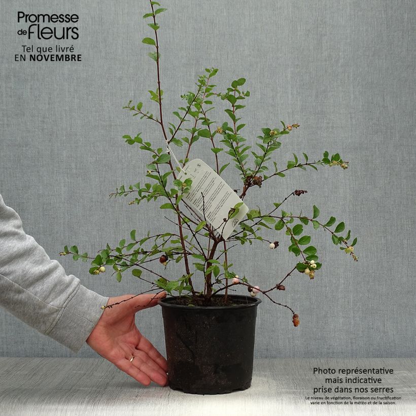 Example of Amethystbeere Mother Of Pearl - Symphoricarpos Topf mit 2L/3L as you get in automne