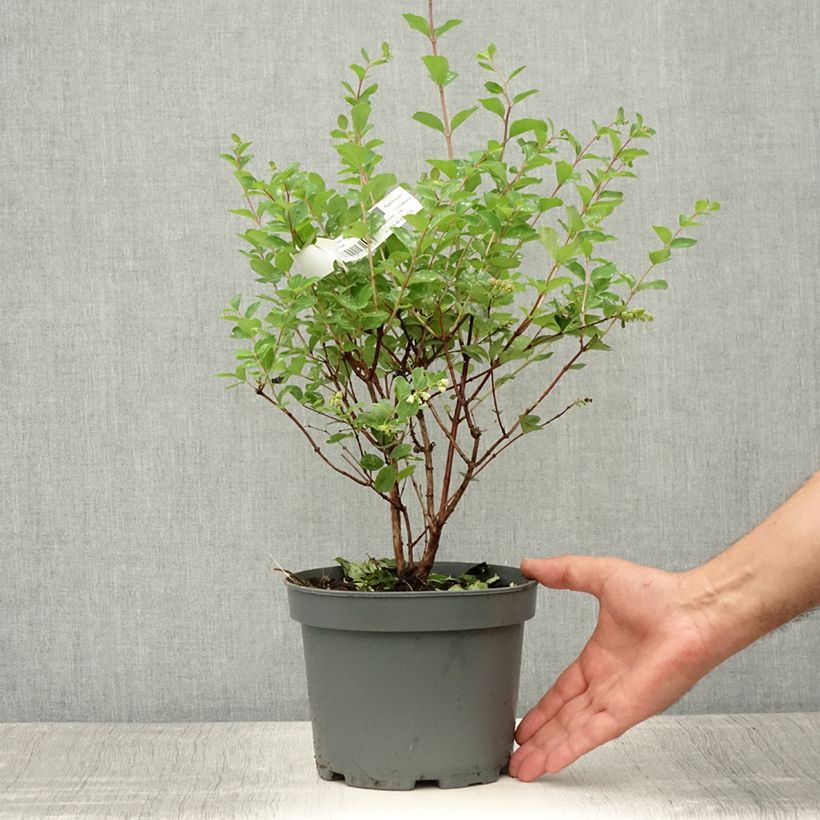 Exemplar von Amethystbeere Mother Of Pearl - Symphoricarpos Topf mit 2L/3L wie im Sommer geliefert