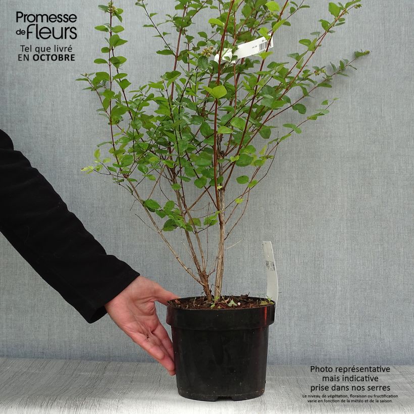 Example of Amethystbeere Amethyst - Symphoricarpos Topf mit 2L/3L as you get in automne