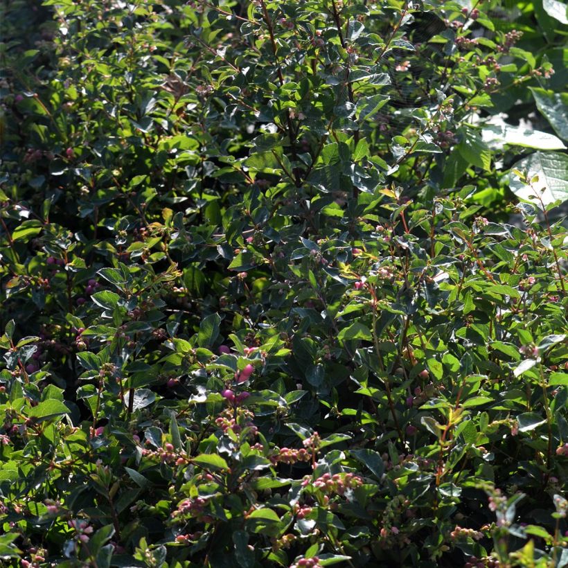 Amethystbeere Magical Candy - Symphoricarpos (Foliage)