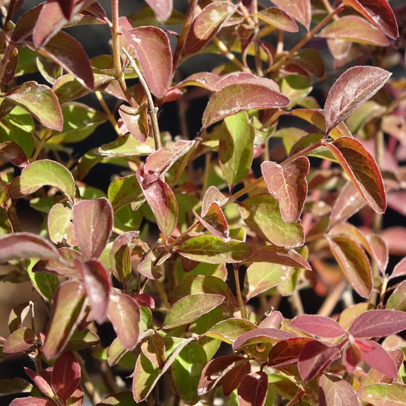 Amethystbeere Magical Berry Christmas - Symphoricarpos (Foliage)