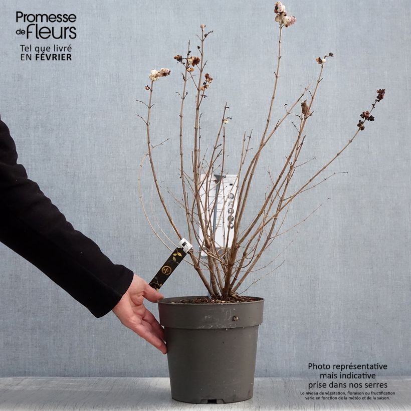 Example of Korallenbeere Symphony Rave - Symphoricarpos orbiculatus Topf mit 4L/5L as you get in hiver