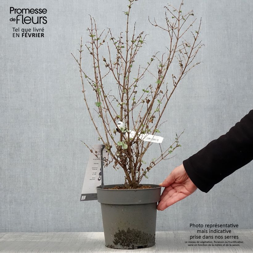 Example of Korallenbeere Symphony Rock - Symphoricarpos orbiculatus Topf mit 4L/5L as you get in hiver