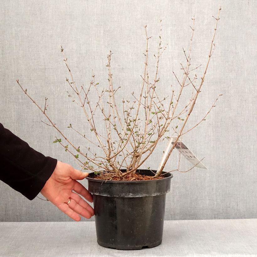 Exemplar von Korallenbeere Symphony Rumble - Symphoricarpos orbiculatus Topf mit 6L/7L wie im Frühjahr geliefert