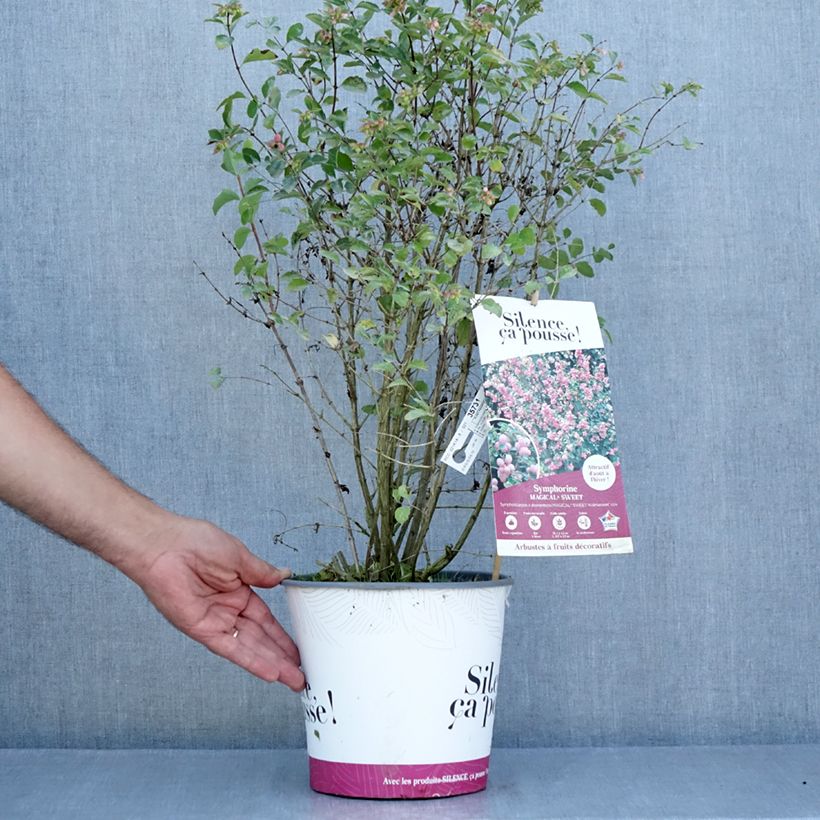 Exemplar von Amethystbeere Magical Sweet - Symphoricarpos doorenbosii Topf mit 4L/5L wie im Sommer geliefert