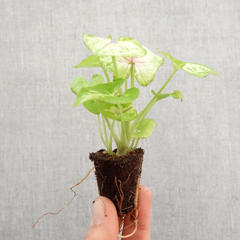 Example of Purpurtute - Syngonium Golden Allusion Mini-plante as you get in printemps