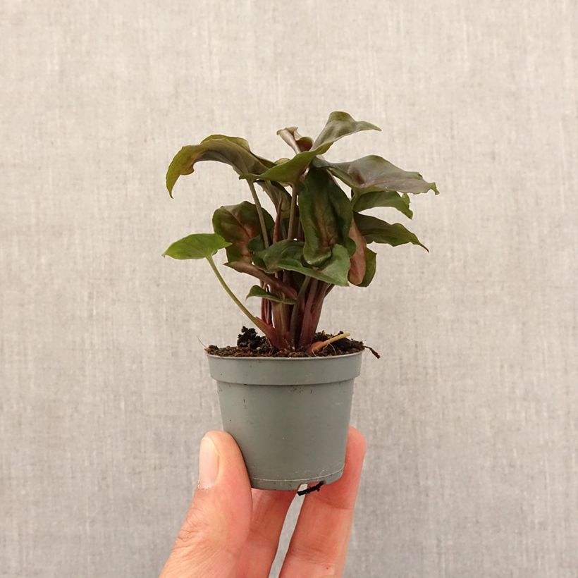 Example of Purpurtute - Syngonium Maria Allusion Mini-plante as you get in printemps