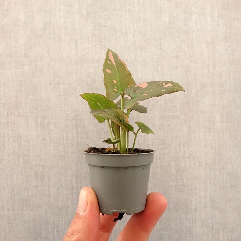 Example of Purpurtute - Syngonium Pink Splash Mini-plante as you get in printemps