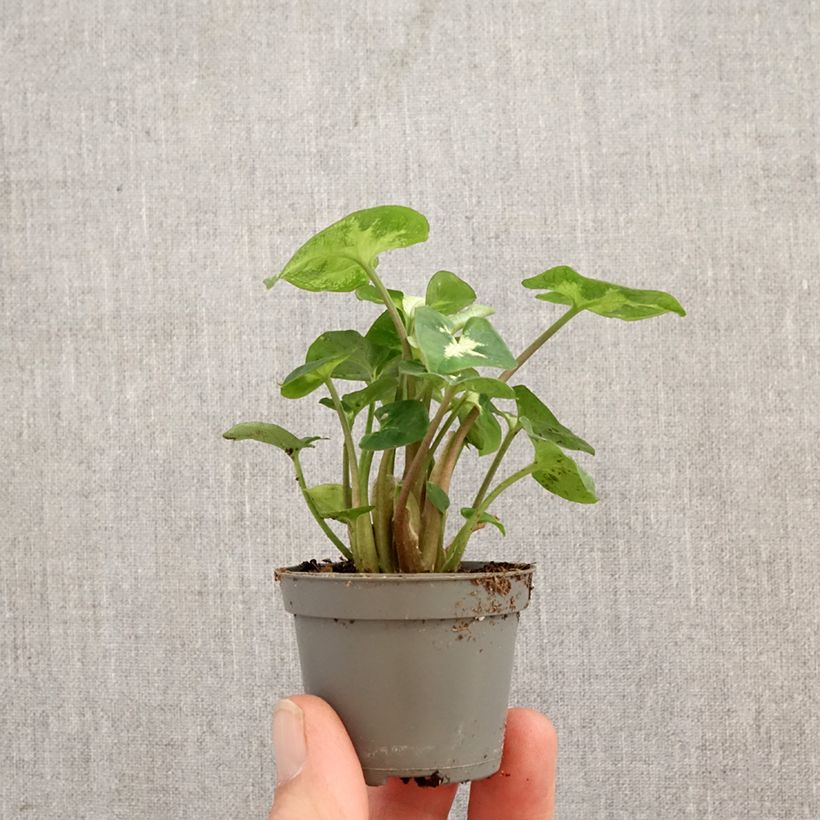 Exemplar von Purpurtute - Syngonium podophyllum Pixie Mini-Pflanze wie im Frühjahr geliefert