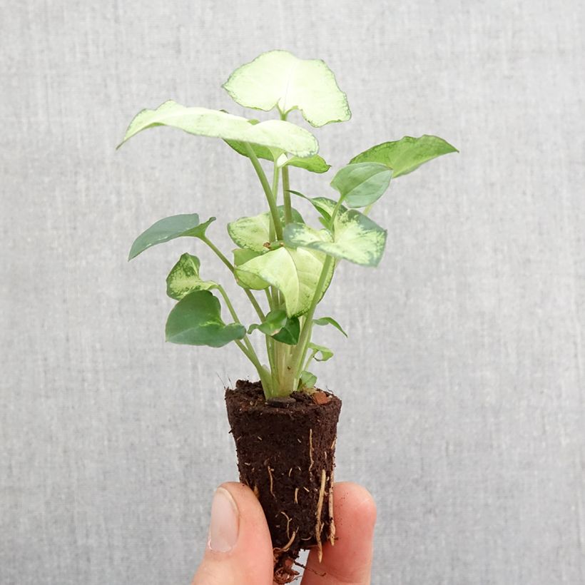 Example of Purpurtute - Syngonium Snow White - Patte d'oie Mini-plante as you get in printemps