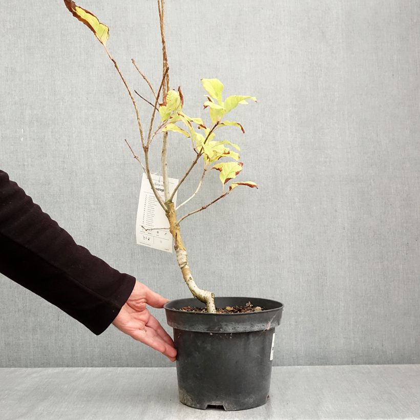 Exemplar von Himalaya-Flieder aureovariegata - Syringa emodi Topf mit 4L/5L wie im Herbst geliefert