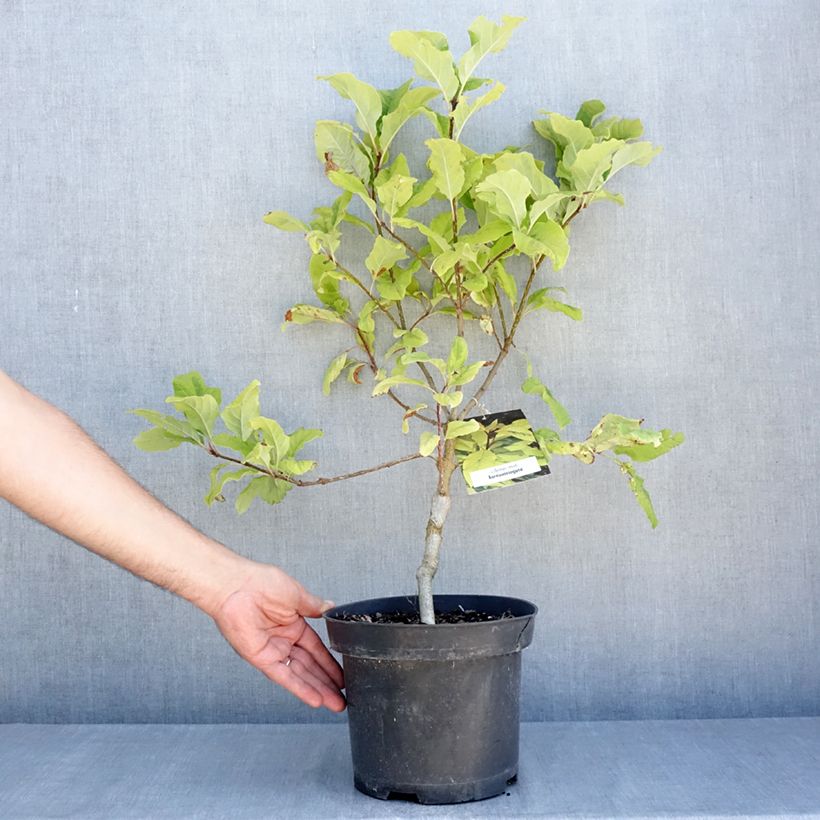 Example of Himalaya-Flieder aureovariegata - Syringa emodi Topf mit 4L/5L as you get in ete