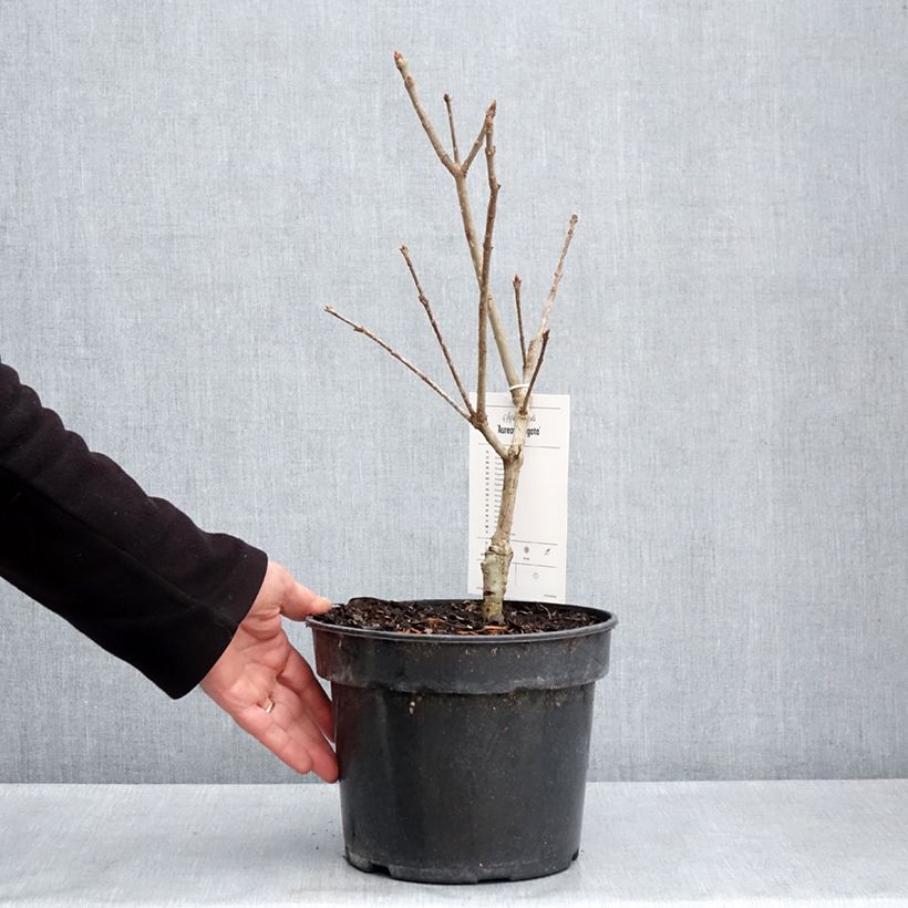 Exemplar von Himalaya-Flieder aureovariegata - Syringa emodi Topf mit 4L/5L wie im Frühjahr geliefert