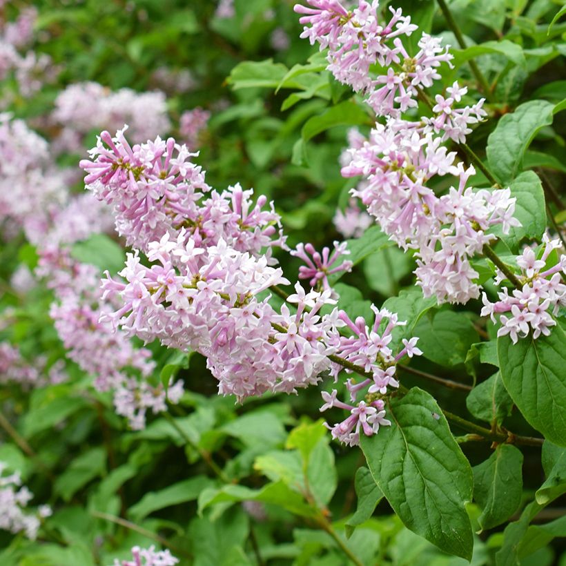 Ungarischer Flieder - Syringa josikae (Flowering)