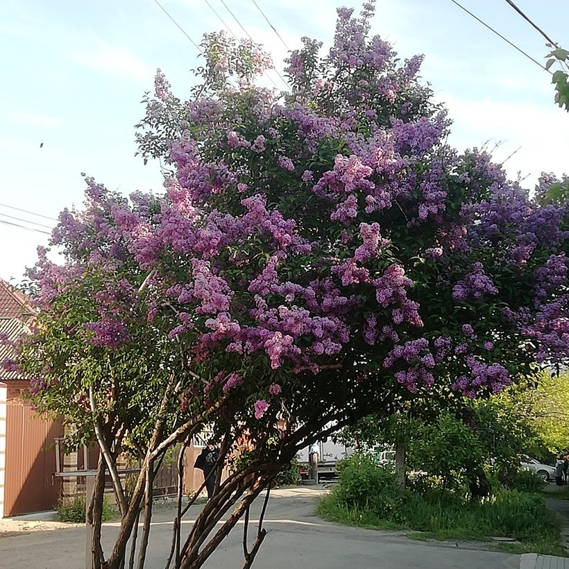 Ungarischer Flieder - Syringa josikae (Plant habit)