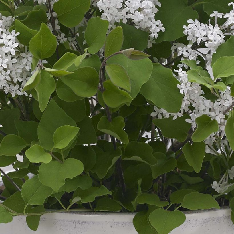 Zwerg-Duftflieder Flowerfesta White - Syringa meyeri (Foliage)