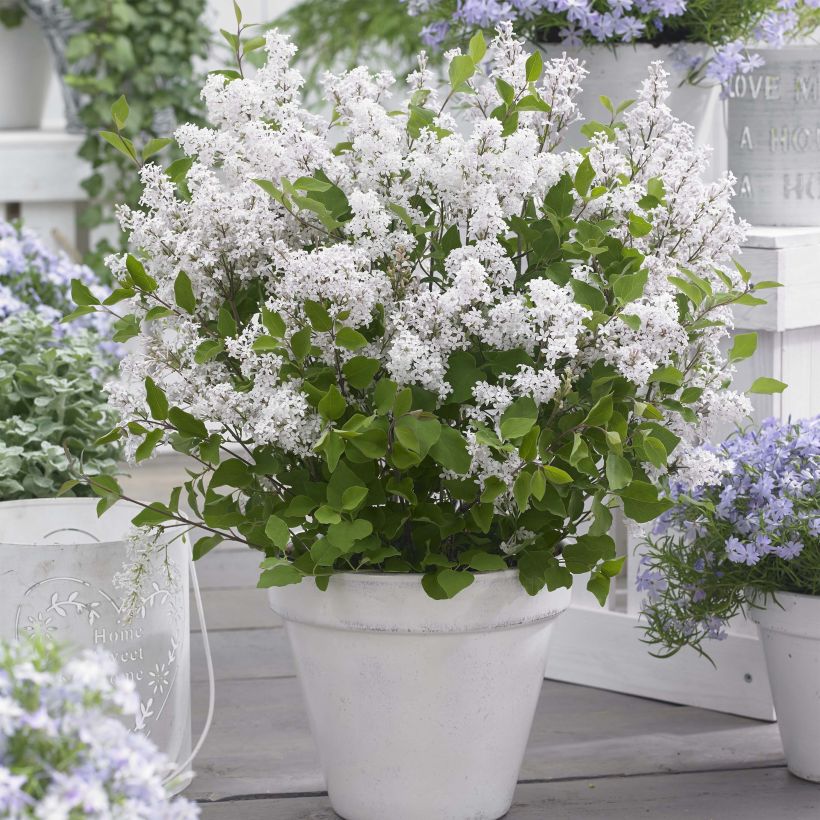 Zwerg-Duftflieder Flowerfesta White - Syringa meyeri (Plant habit)