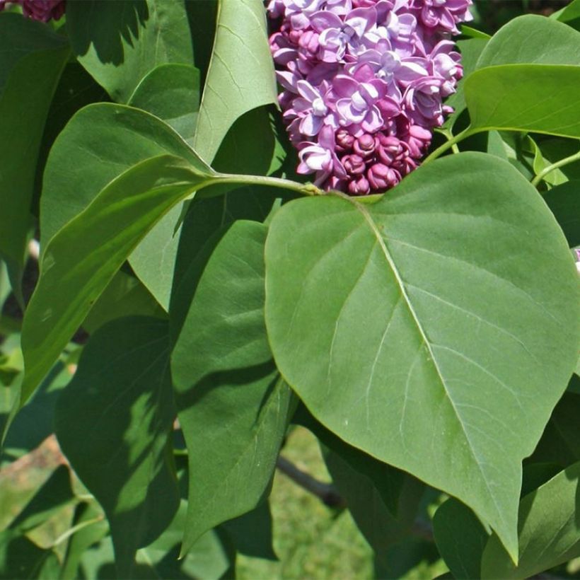 Edelflieder Paul Thirion - Syringa vulgaris (Foliage)