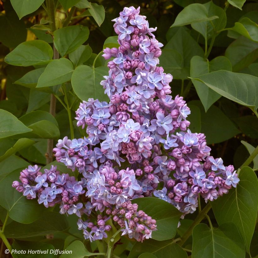 Edelflieder Président Grevy - Syringa vulgaris (Flowering)