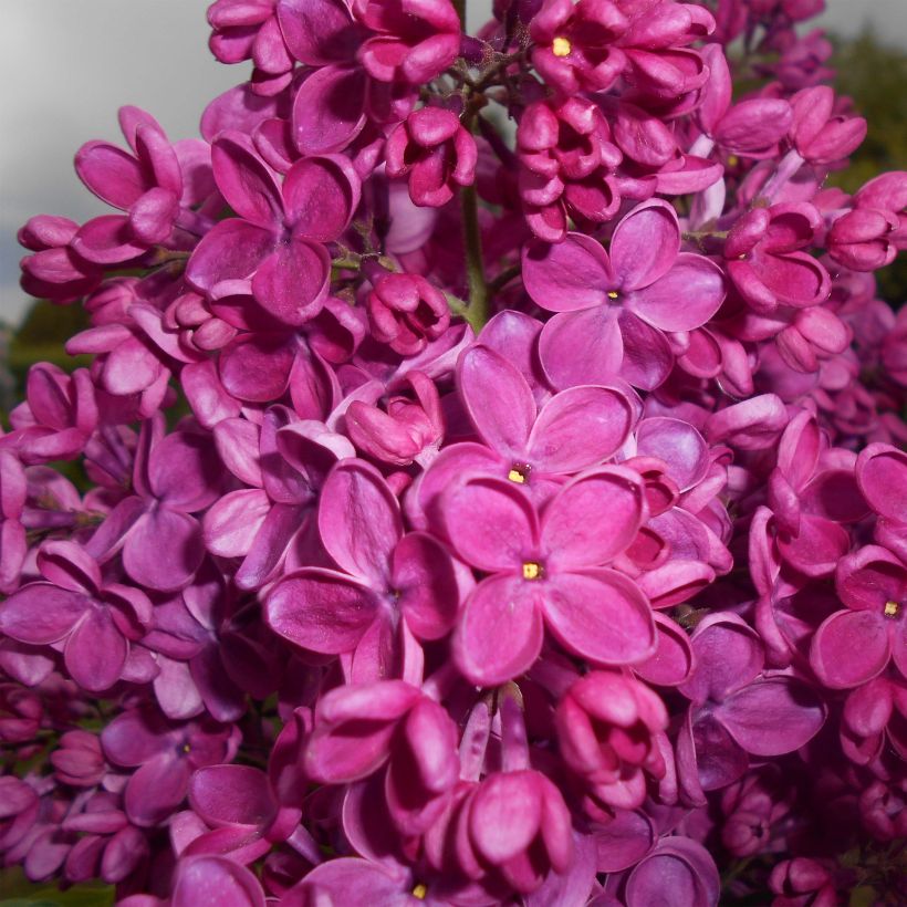 Edelflieder Znamya Lenina - Syringa vulgaris (Flowering)