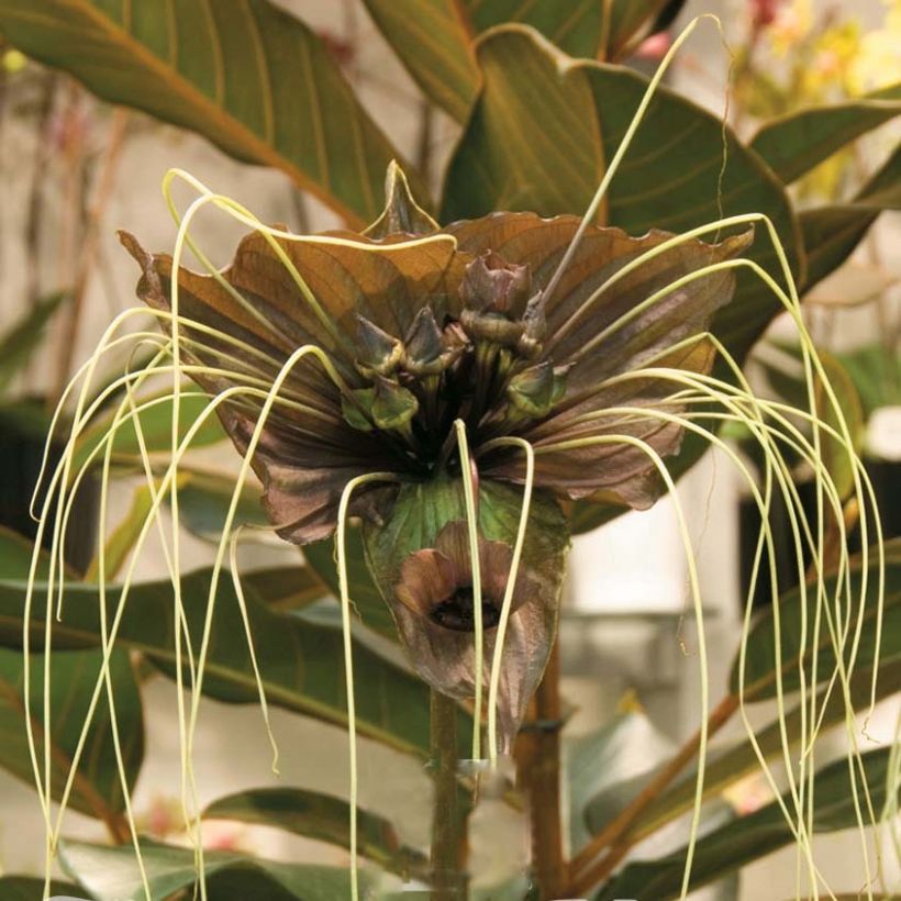 Tacca chantrieri Green Isle - Fledermausblume (Flowering)
