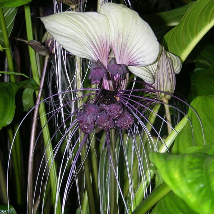 Tacca integrifolia - Weiße Fledermausblume (Flowering)