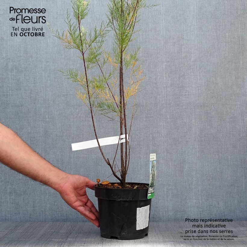 Example of Tamarix ramosissima Hulsdonk White - Sommertamariske Topf mit 3L/4L as you get in automne