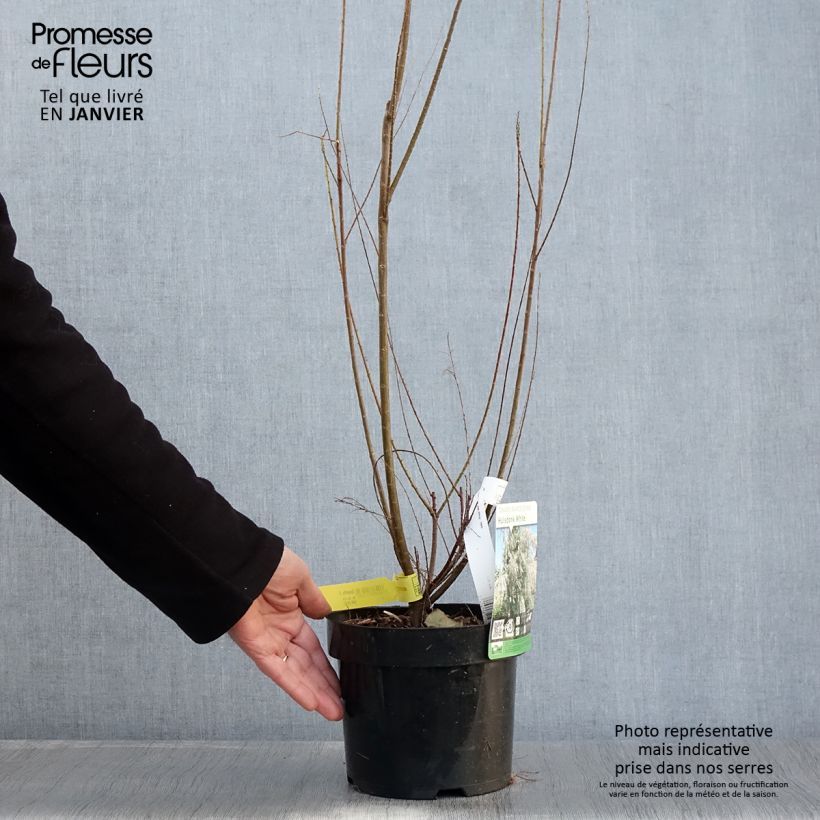 Exemplar von Tamarix ramosissima Hulsdonk White - Sommertamariske Topf mit 3L/4L wie im Winter geliefert