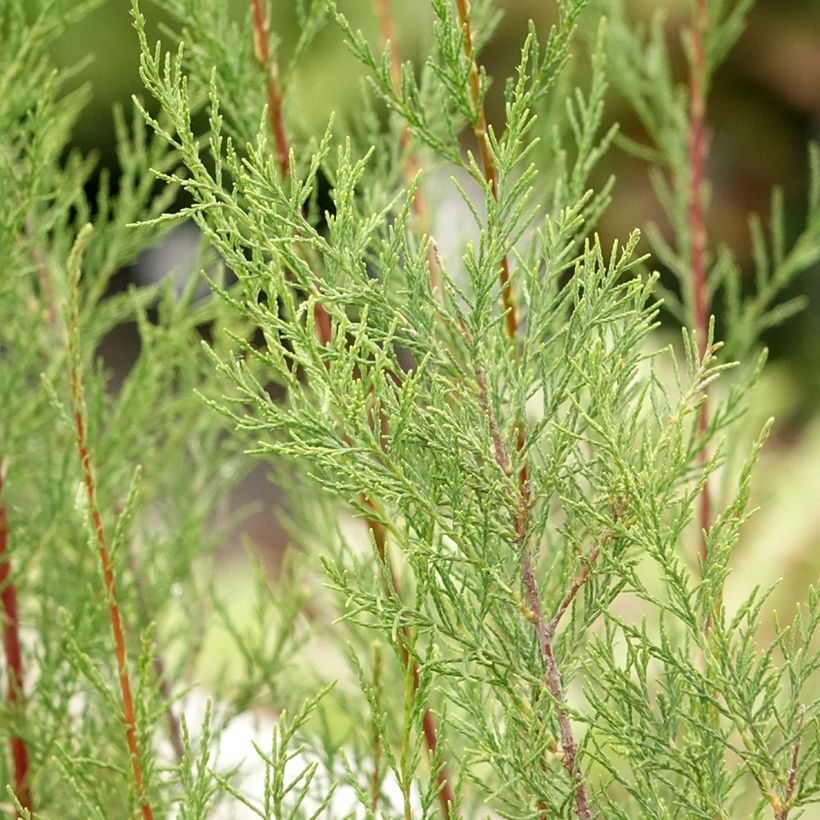 Tamarix ramosissima Hulsdonk White - Sommertamariske (Foliage)