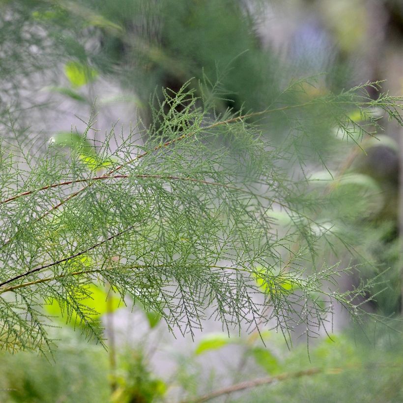 Tamarix ramosissima Pink Cascade - Sommertamariske (Foliage)
