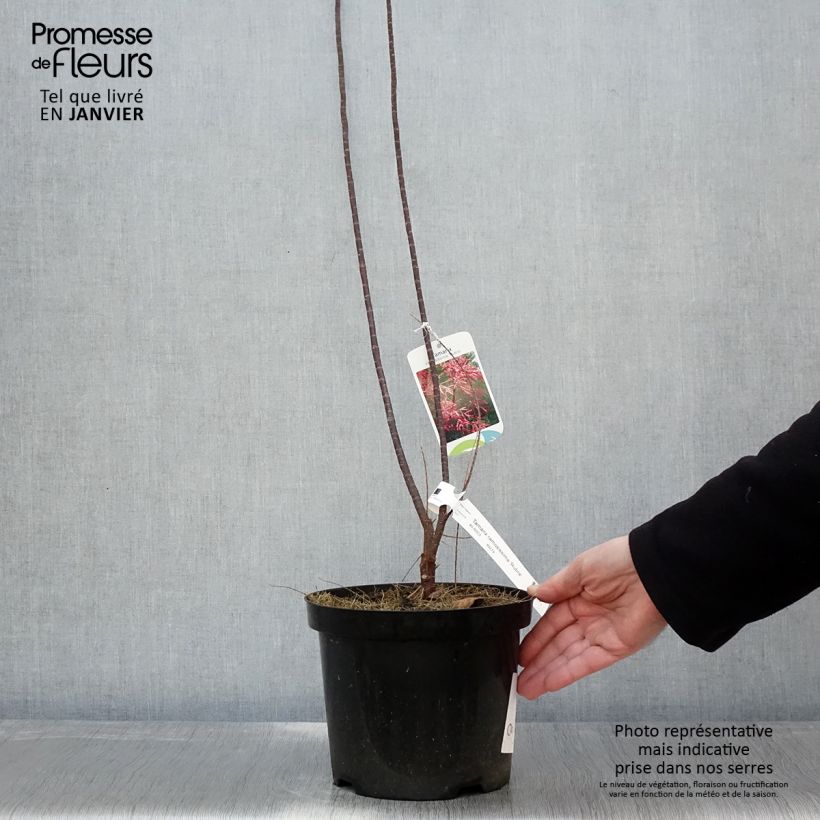 Exemplar von Tamarix ramosissima Rubra - Sommertamariske Topf mit 3L/4L wie im Winter geliefert