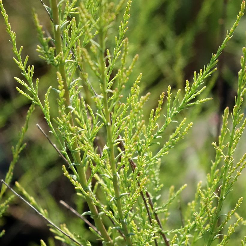 Tamarix ramosissima Rubra - Sommertamariske (Foliage)