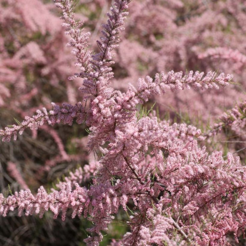 Tamarix parviflora - Kleinblütige Tamariske (Flowering)