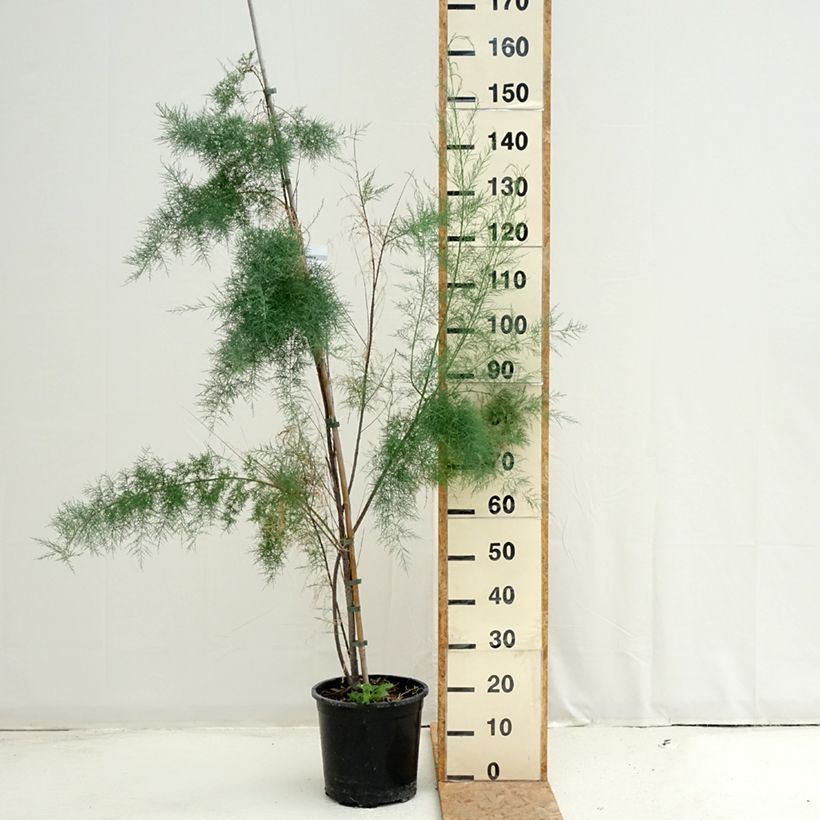 Example of Tamarix ramosissima Pink Cascade - Sommertamariske Topf mit 7,5L/10L as you get in ete
