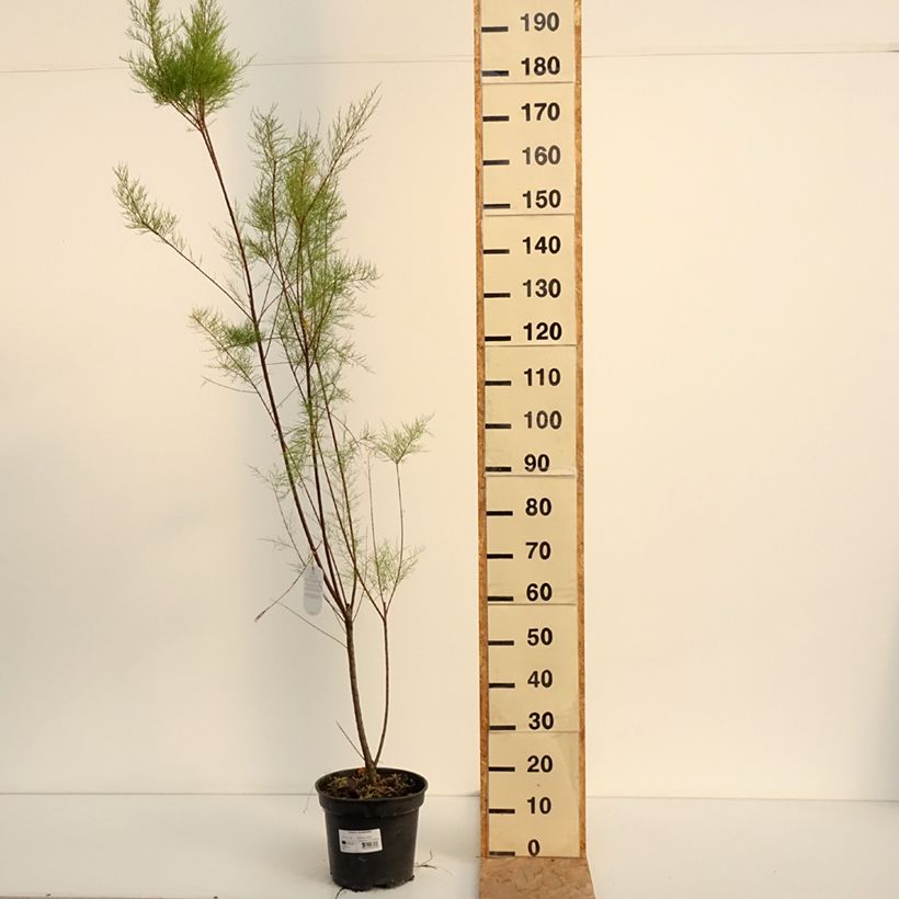 Example of Tamarix ramosissima - Sommertamariske Topf mit 4L/5L as you get in ete