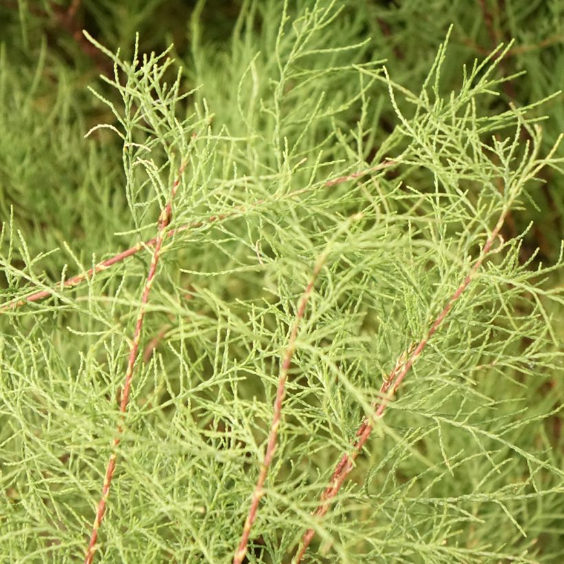 Tamarix tetrandra - Viermännige Tamariske (Foliage)