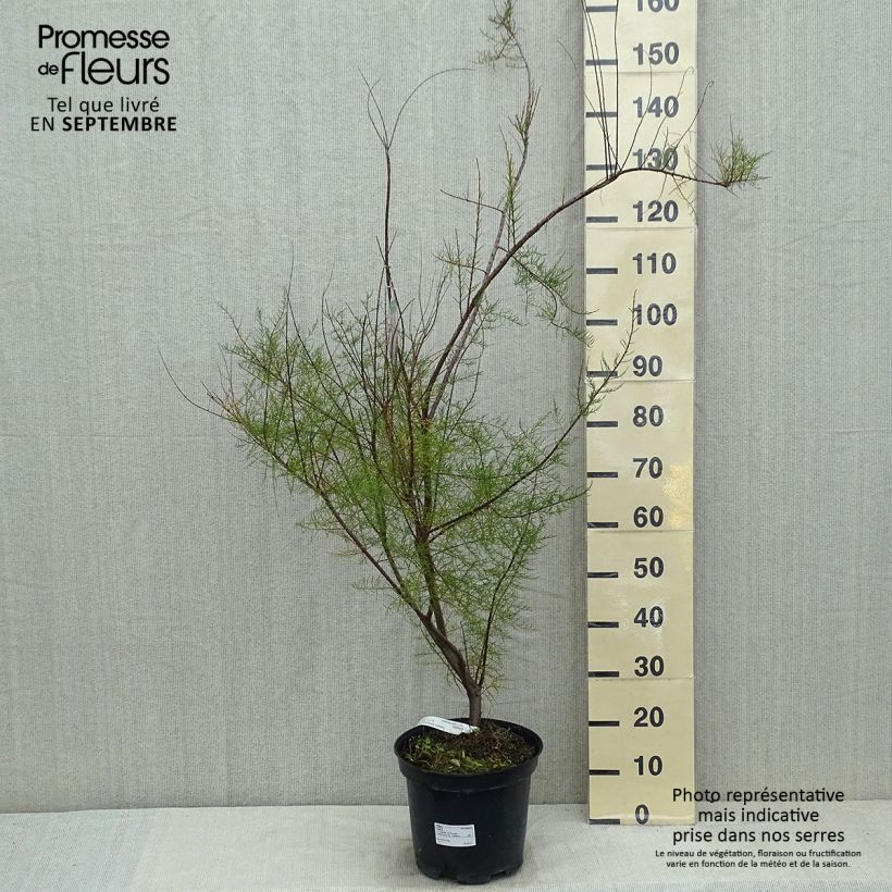 Example of Tamarix tetrandra - Viermännige Tamariske Topf mit 4L/5L as you get in ete