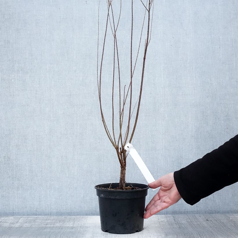 Example of Tamarix tetrandra - Viermännige Tamariske Topf mit 3L/4L as you get in automne