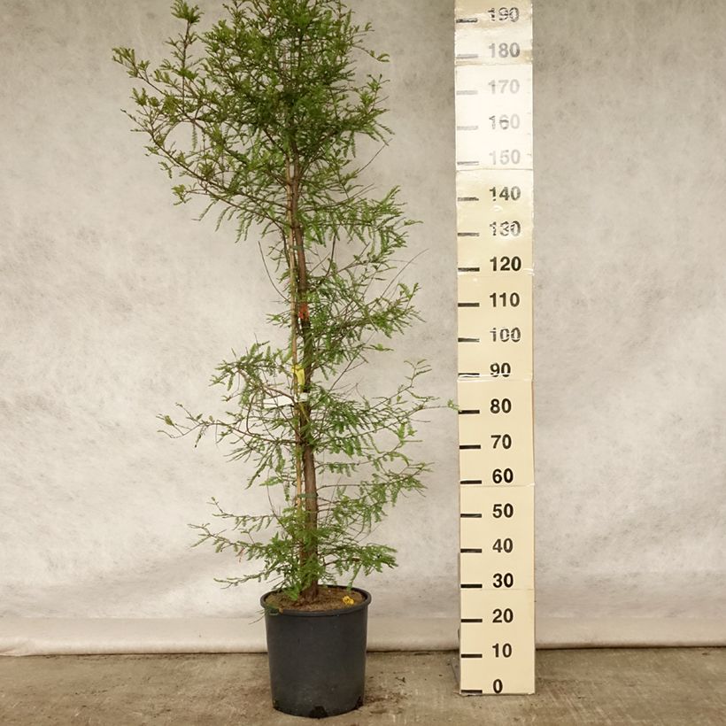 Example of Taxodium distichum - Sumpfzypresse Topf mit 7,5L/10L as you get in ete