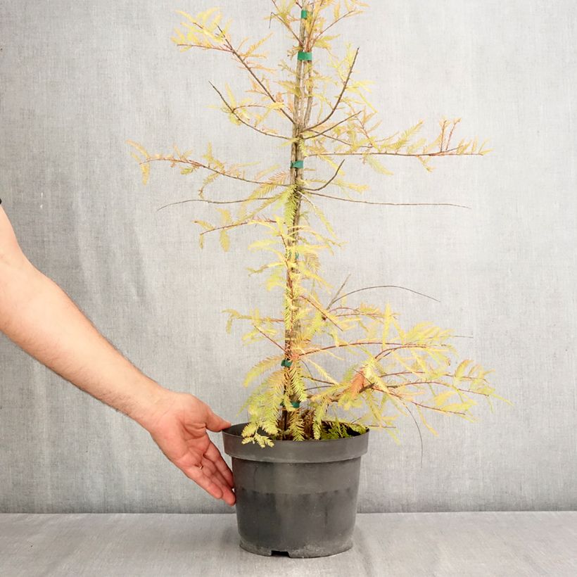 Exemplar von Taxodium distichum - Sumpfzypresse Topf mit 3L/4L wie im Herbst geliefert